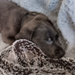 Meet your Posher, Stetson